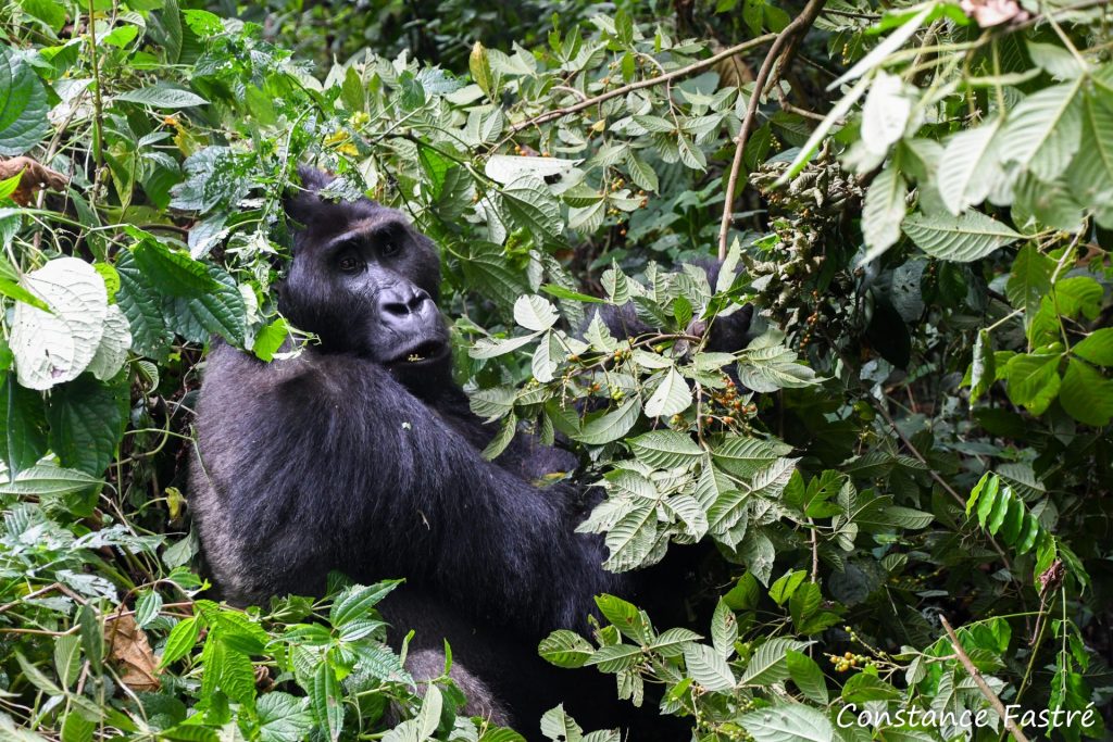 One extraordinary hour with the gorillas of Kahuzi-Biega National Park ...