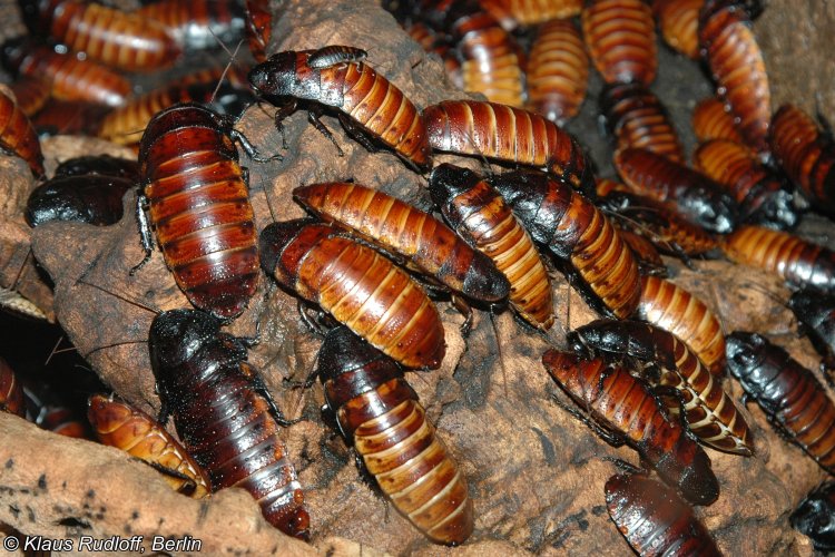 Madagascar hissing cockroach Blatte malgache